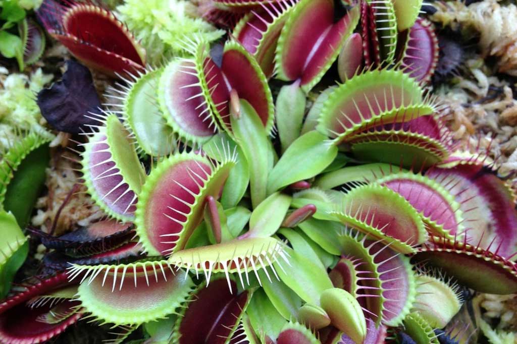 Etobur bitkilerin 5 şaşırtıcı özelliği