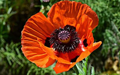 Türkiye’de yetişen 10 endemik bitki